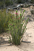 Outback, australian outback, desert, deserts, sand, wildflower, wilflowers, pink, pink flower, pink flowers, eremophila, calorhabdos, EREMOPHILA CALORHABDOS, PA76,