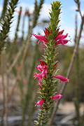 Outback, australian outback, desert, deserts, sand, wildflower, wilflowers, pink, pink flower, pink flowers, eremophila, calorhabdos, EREMOPHILA CALORHABDOS, PA76,