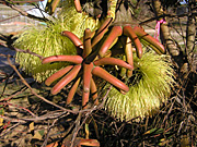 Tree, trees, eucalyptus, eucalyptus tree, eucalyptus trees, gum tree, gum trees, lehmanii, eucalyptus lehmanii, PA76,