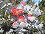 Tree, trees, eucalyptus, eucalyptus tree, eucalyptus trees, gum tree, gum trees, macrocarpa, eucalyptus macrocarpa, PA76,