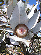 Tree, trees, eucalyptus, eucalyptus tree, eucalyptus trees, gum tree, gum trees, macrocarpa, eucalyptus macrocarpa, PA76,
