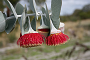 Tree, trees, eucalyptus, eucalyptus tree, eucalyptus trees, gum tree, gum trees, rhodantha, eucalyptus rhodantha, mallee, rose mallee, PA76,