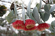Tree, trees, eucalyptus, eucalyptus tree, eucalyptus trees, gum tree, gum trees, rhodantha, eucalyptus rhodantha, mallee, rose mallee, PA76,