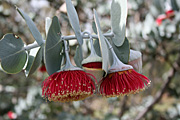 Tree, trees, eucalyptus, eucalyptus tree, eucalyptus trees, gum tree, gum trees, rhodantha, eucalyptus rhodantha, mallee, rose mallee, PA76,