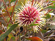 Hakea, laurina, hakea laurina, PA76,