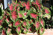 Caladium, caladiums, PA76,