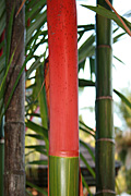 Palm, palms, sealing wax, sealing wax palm, sealing wax palms, cyrtostachys, renda, cyrtostachys renda, lipstick, lipstick palm, lipstick palms, sealing, wax, PA76,
