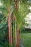Palm, palms, sealing wax, sealing wax palm, sealing wax palms, cyrtostachys, renda, cyrtostachys renda, lipstick, lipstick palm, lipstick palms, sealing, wax, PA76,