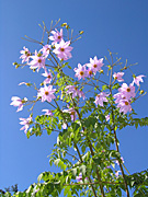 Tree Dahlias, Dahlia imperialis, Flower pictures, Floral images, Garden flowers, Nature, Perennials, Plants.