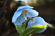 Flower, flowers, meconopsis, grandis, meconopsis grandis, PA76,