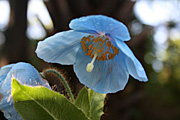 Flower, flowers, meconopsis, grandis, meconopsis grandis, PA76,
