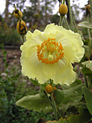 Flower, flowers, meconopsis, MECONOPSIS WALICHII, walichii, PA76,