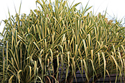 Pandanus, variegated, variegated pandanus, PA76,
