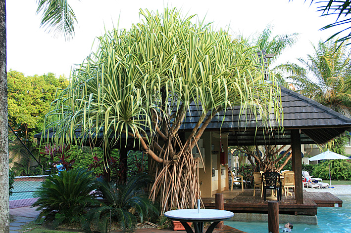 stock photo image: Pool, pools, swimming pool, swimming pools, pandanus, variegated, variegated pandanus, PA76,