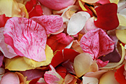 Flower, flowers, rosa, rose, roses, rose petals, PA76,