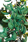 Vine, vines, jade, jade vine, jade vines, strongylodon, macrobotrys, STRONGYLODON MACROBOTRYS, PA76,