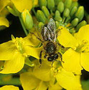 Insect, insects, bee, bees, honey, honey bee, honey bees, apis, mellifera, apis mellifers, canola, rape.