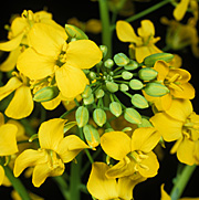 Flower, flowers, canola.
