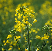 Flower, flowers, canola, bud, buds.