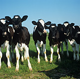 Farming, Farmland, farm, farms, Animal, Animals, Cow, Cows, cattle, calf, calves, friesian, young animal, young animals, baby animal, baby animals.
