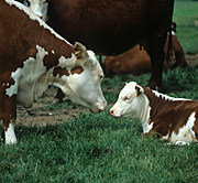 Farming, Farmland, farm, farms, Animal, Animals, Cow, Cows, cattle, calf, calves, hereford, herefords, young animal, young animals, baby animal, baby animals.