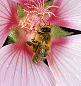 Insect, insects, bee, bees, honey bee, honey bees, apis, mellifera, apis mellifera, flower, flowers, lavatera, pink, pink flower, pink flowers.