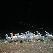Bird, birds, goose, geese, farm, farms, flock, flocks.