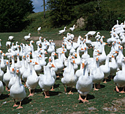 Bird, birds, goose, geese, farm, farms, flock, flocks.