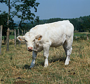 Farming, Farmland, farm, farms, Animal, Animals, Cow, Cows, cattle, calf, calves, charolais.