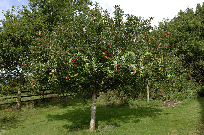 stock photo image: Fruit, malus, apple, apples, tree, trees, apple tree, apple trees, discovery, standard, standards, fruit tree, fruit trees.