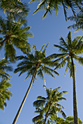 Australia, qld, queensland, cairns, tree, trees, palm, palm tree, palm trees.