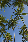 Australia, qld, queensland, cairns, tree, trees, palm, palm tree, palm trees.