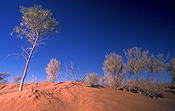 Australia, Australian, Australian desert, Australian deserts, Desert, deserts, desert scenes, sa, south australia, tree, trees, outback, australian outback, outback australia, moomba, moomba gas field, moomba gas fields, dunes, sand, sand dune, sand dunes, moomba, moomba gas field, moomba gas fields, outback, australian outback, outback australia.