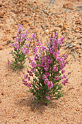 Flower, flowers, verticordia, pennigera, verticordia pennigera, PA76,