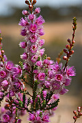 Flower, flowers, verticordia, pennigera, verticordia pennigera, PA76,