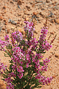 Flower, flowers, verticordia, pennigera, verticordia pennigera, PA76,