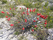 Flower, flowers, verticordia, grandis, verticordia grandis, PA76,