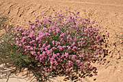 Flower, flowers, verticordia, densiflora, verticordia densiflora, PA76,