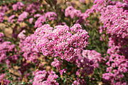 Flower, flowers, verticordia, densiflora, verticordia densiflora, PA76,