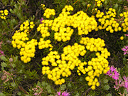Flower, flowers, verticordia, chrysantha, verticordia chrysantha, PA76,