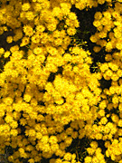 Flower, flowers, verticordia, chrysantha, verticordia chrysantha, PA76,