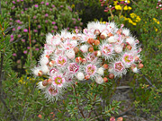 Flower, flowers, verticordia, brachypoda, verticordia brachypoda, PA76,