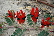 Australia, Australian, Australian desert, Australian deserts, Flora, flower, flowers, red, Red flower, red flowers, wildflower, wildflowers, Sturt Desert Pea, Sturt Desert Peas, Sturts Desert Pea, Sturts Desert Peas, Clianthus, clianthus formosus, Swainsona, Swainsona formosa, emblem, emblems, floral emblem, floral emblems, state emblem, state emblems, PA76,
