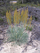 Stirlingia, latifolia, stirlingia latifolia, PA76,