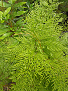 Stenocarpus, davallioides, stenocarpus davallioides, PA76,
