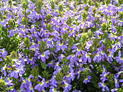 Flower, flowers, scaevola, aemula, SCAEVOLA AEMULA, PA76,