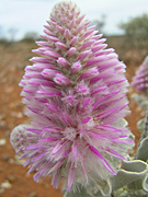 Flower, flowers, wild, wildflower, wildflowers, WA wildflowers, Western Australian wildflowers, ptilotus, rotundifolius, ptilotus rotundifolius, PA76,