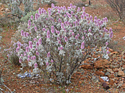 Flower, flowers, wild, wildflower, wildflowers, WA wildflowers, Western Australian wildflowers, ptilotus, rotundifolius, ptilotus rotundifolius, PA76,