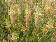 Flower, flowers, wild, wildflower, wildflowers, WA wildflowers, Western Australian wildflowers, ptilotus, polystachys, ptilotus polystachys, PA76,