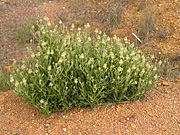 Flower, flowers, wild, wildflower, wildflowers, WA wildflowers, Western Australian wildflowers, ptilotus, polystachys, ptilotus polystachys, PA76,